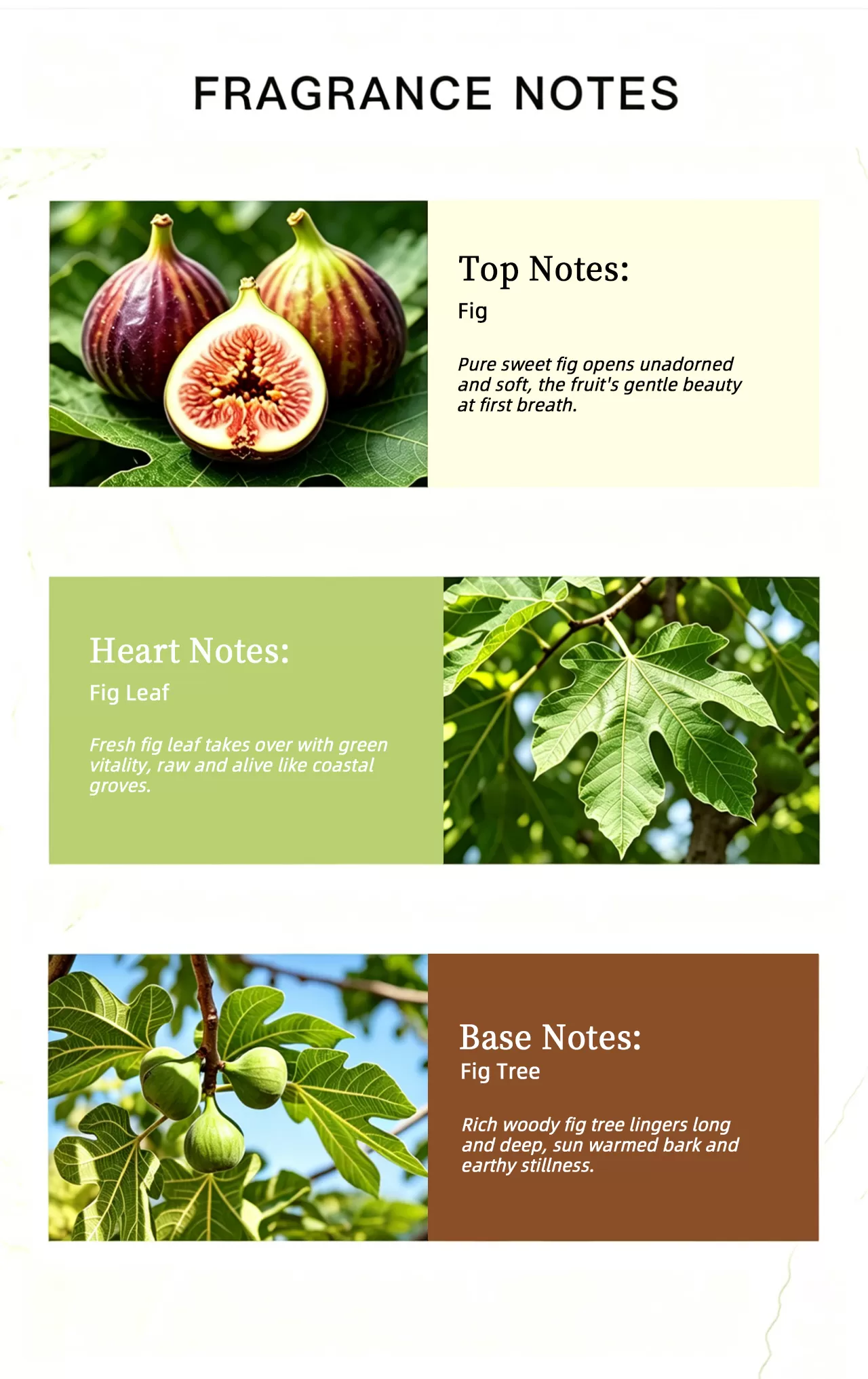 FIGUE M&Eacute;DITERRAN&Eacute;E EDP Natural Fig Scent Unisex Perfume  Bespoke Fragrance & Bulk Distribution Worldwide